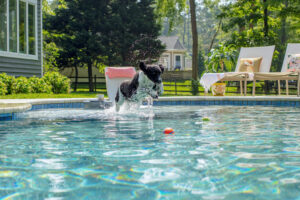Dog jumping into freeform pool