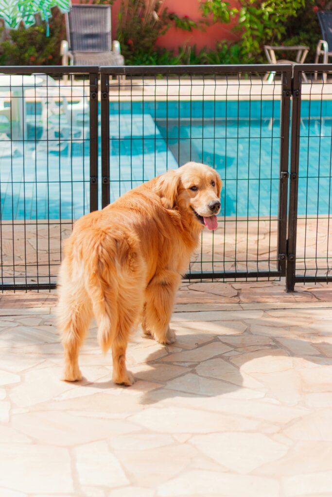 Pool fencing safety feature with a golden retriever stood safely behind it 